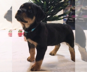 Rottweiler Puppy for sale in SMYRNA, TN, USA