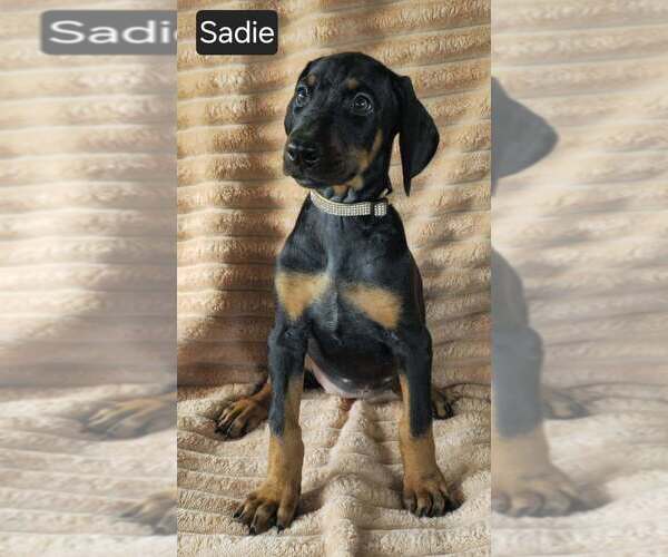 Medium Photo #5 Doberman Pinscher Puppy For Sale in POMEROY, OH, USA