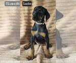 Small #4 Doberman Pinscher