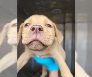 Mutt Dogs for adoption in San Antonio, TX, USA