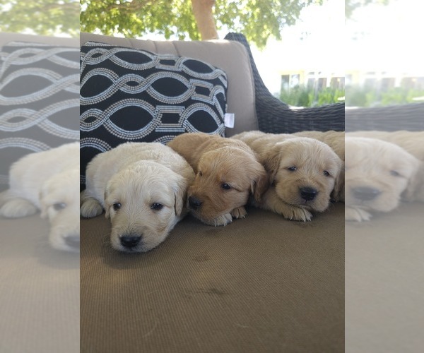 Medium Photo #11 Golden Retriever Puppy For Sale in ELVERTA, CA, USA