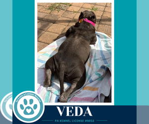 Veda 091926 - Female Bulldog-Unknown Mix Dog for Adoption - Photo #7
