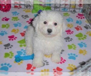 Bichon Frise Puppy for sale in ORO VALLEY, AZ, USA