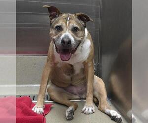 American Staffordshire Terrier-Unknown Mix Dogs for adoption in Fort Lauderdale, FL, USA