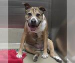 Small American Staffordshire Terrier Mix