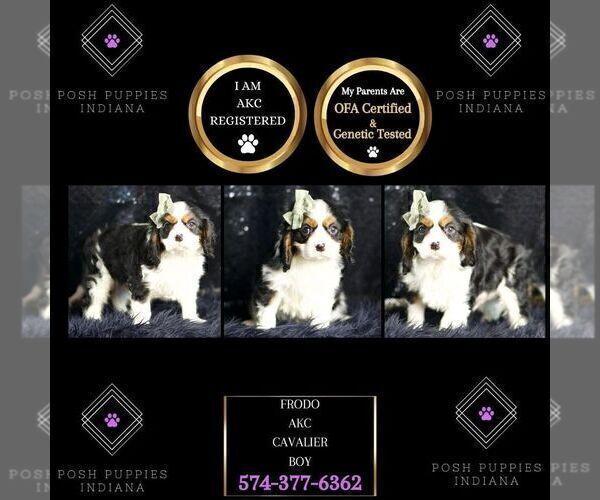 Medium Photo #1 Cavalier King Charles Spaniel Puppy For Sale in WARSAW, IN, USA