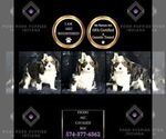 Puppy Frodo AKC Cavalier King Charles Spaniel