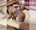 Small Photo #6 Vizsla Puppy For Sale in GAITHERSBURG, MD, USA