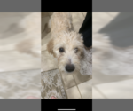 Small Photo #3 Poodle (Standard)-Spinone Italiano Mix Puppy For Sale in CLEVELAND, OH, USA