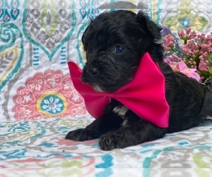 YorkiePoo Puppy for sale in LANCASTER, PA, USA