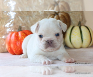 French Bulldog Puppy for Sale in WINNSBORO, Texas USA