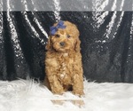 Small #2 Poodle (Miniature)