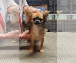Small #5 Chihuahua