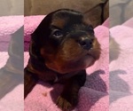Small Photo #30 Cavapoo (Miniature) Puppy For Sale in SAINT FRANCIS, MN, USA