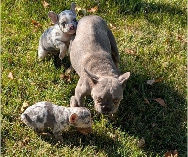 Medium Photo #31 French Bulldog Puppy For Sale in GOSHEN, IN, USA