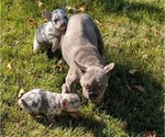 Small Photo #31 French Bulldog Puppy For Sale in GOSHEN, IN, USA