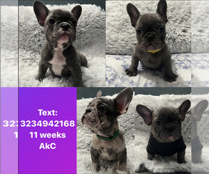 French Bulldog Puppy for sale in LOS ANGELES, CA, USA