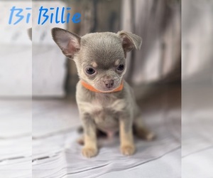 Chihuahua Puppy for sale in HOMERVILLE, GA, USA