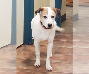 Parson Russell Terrier-Pointer Mix Dogs for adoption in Amarillo, TX, USA