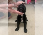 Small Photo #19 Cane Corso Puppy For Sale in BELGRADE, MT, USA