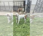 Small American Staffordshire Terrier