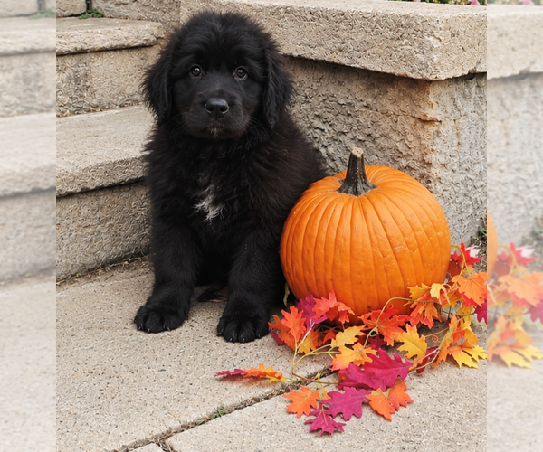 Medium Photo #58 Newfoundland Puppy For Sale in CAMBRIDGE, NE, USA