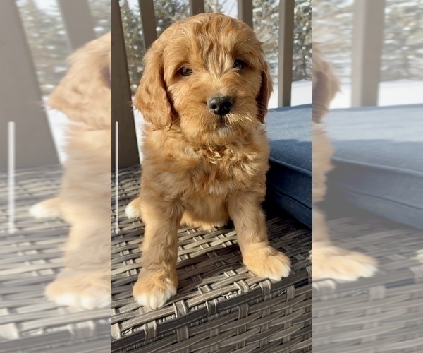 Medium Photo #2 Goldendoodle (Miniature) Puppy For Sale in RANDOLPH, WI, USA
