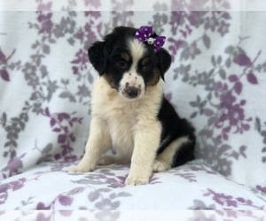 Australian Shepherd Puppy for sale in LAKELAND, FL, USA