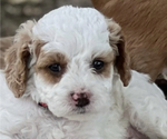 Small Photo #5 Cavapoo Puppy For Sale in REEDS SPRING, MO, USA