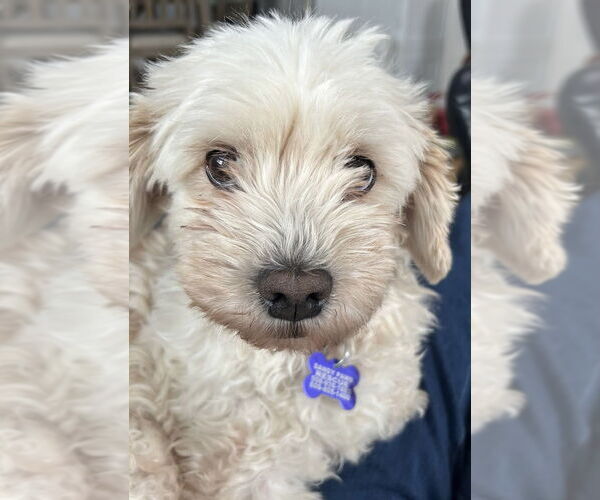 Medium Photo #1 Maltipoo (Miniature) Puppy For Sale in Oak Bluffs, MA, USA