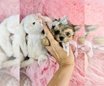 Small #19 Yorkshire Terrier
