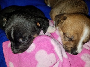 Chihuahua Puppy for sale in ARLINGTON, TX, USA