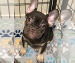 Puppy Hershey French Bulldog