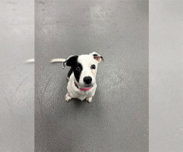 Medium Photo #1 Labrador Retriever-Unknown Mix Puppy For Sale in Corpus Christi, TX, USA