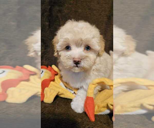 Medium Photo #2 Maltipoo-Poodle (Toy) Mix Puppy For Sale in PALM COAST, FL, USA
