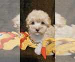 Small Photo #2 Maltipoo-Poodle (Toy) Mix Puppy For Sale in PALM COAST, FL, USA