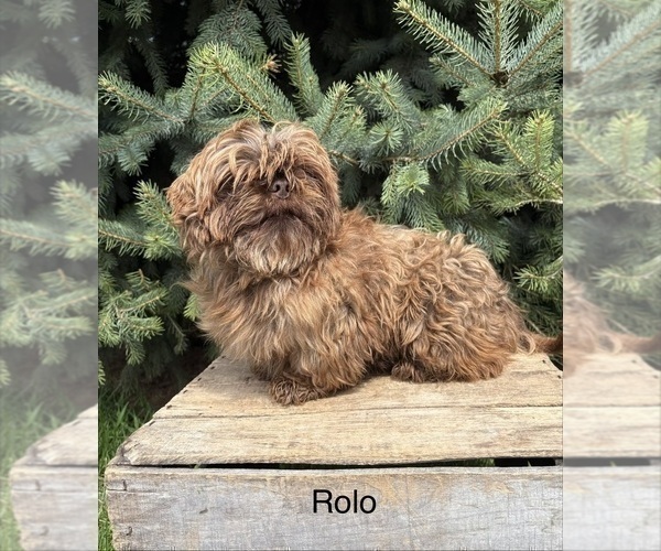 Medium Photo #1 Shih Tzu Puppy For Sale in MIDDLEBURY, IN, USA