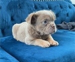Small Photo #5 English Bulldog Puppy For Sale in DETROIT, MI, USA