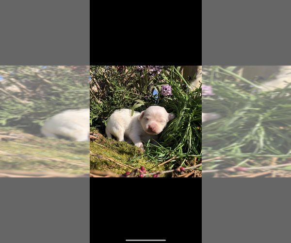 Medium Photo #15 Chihuahua Puppy For Sale in SHERMAN, TX, USA