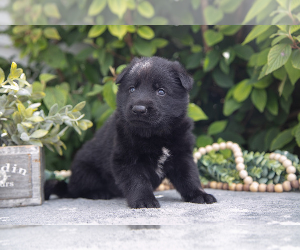 Medium Photo #7 German Shepherd Dog Puppy For Sale in SHIPSHEWANA, IN, USA