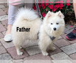 Small Photo #1 Pomsky-Siberian Husky Mix Puppy For Sale in WINDERMERE, FL, USA