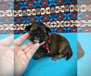ShihPoo Puppy for sale in WINNSBORO, LA, USA
