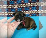 Small ShihPoo