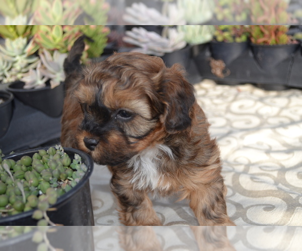 Medium Photo #1 Poodle (Miniature) Puppy For Sale in GREENWOOD, WI, USA