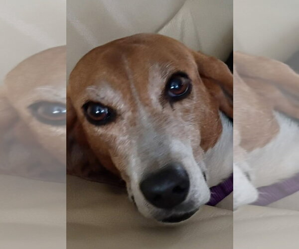 Medium Photo #6 Beagle-Unknown Mix Puppy For Sale in Dunnellon, FL, USA