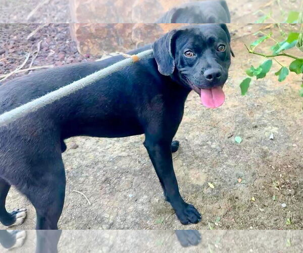 Medium Photo #9 Labrador Retriever-Unknown Mix Puppy For Sale in San Diego, CA, USA