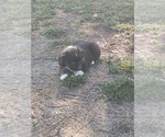 Small #2 Australian Shepherd