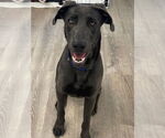 Small #3 Weimaraner Mix