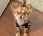 Small Photo #1 Chihuahua Puppy For Sale in ROUND ROCK, TX, USA