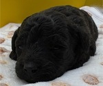 Small #6 Poodle (Miniature)